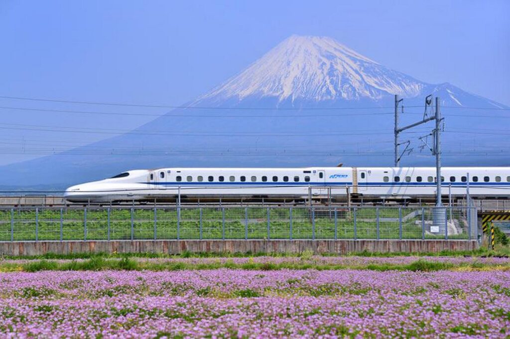 【富士山新幹線】白い新幹線が雪をかぶった富士山を背景に紫色の花畑の横を走っている