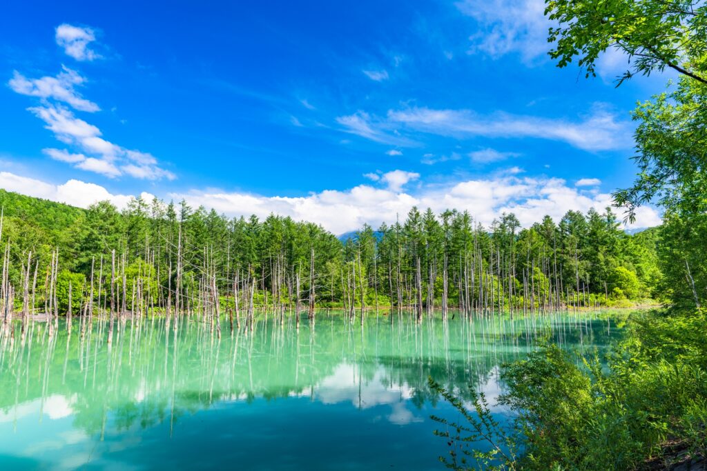 【Blue Pond】A beautiful turquoise lake surrounded by trees and reflected in the water on a sunny day