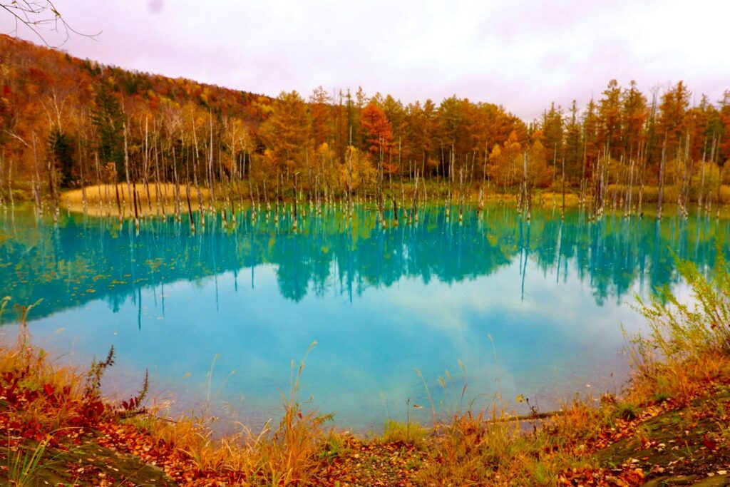 【Blue Pond】A beautiful turquoise lake surrounded by autumn trees and dead trees standing in the water