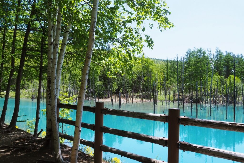 【Blue Pond】A beautiful turquoise lake surrounded by trees and a wooden fence in a forest