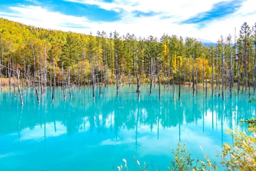 【Blue Pond】A beautiful view of Blue Pond in Hokkaido with turquoise water and trees reflecting on the surface